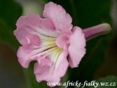 streptocarpus Pink Souffle